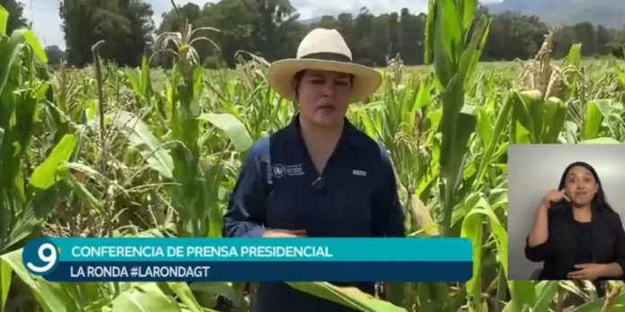 Acciones-del-MAGA La ministra María Fernanda Rivera Dávila durante la conferencia La Ronda desde una parcela de maíz, explicando el uso eficiente del agua en la agricultura.