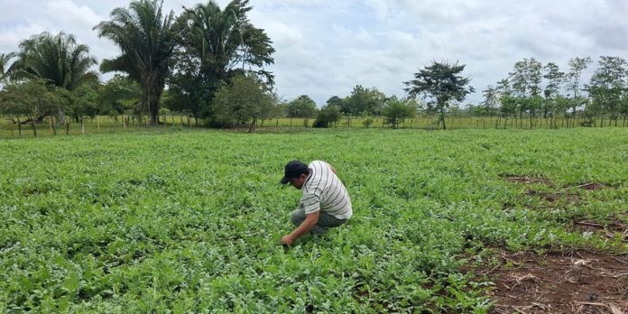 Cultivo-de-sandia Productores de El Chal, Petén, en una parcela de siembra recibiendo asistencia técnica sobre el cuidado y manejo agronómico del cultivo de sandía.